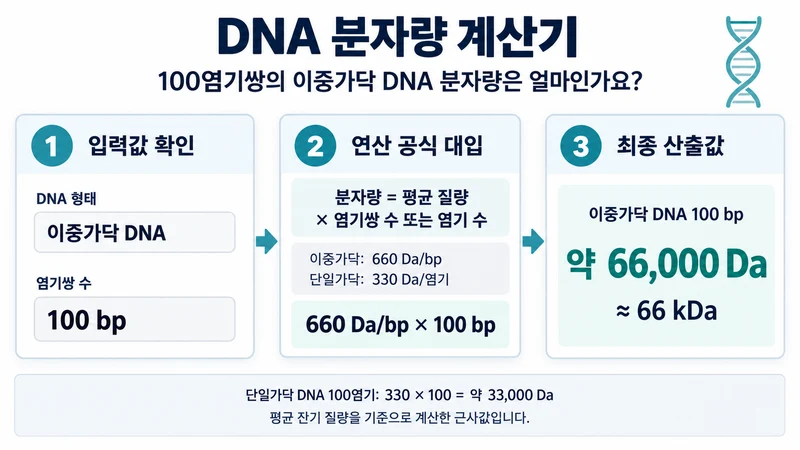DNA 분자량 계산기 계산 방법 및 공식